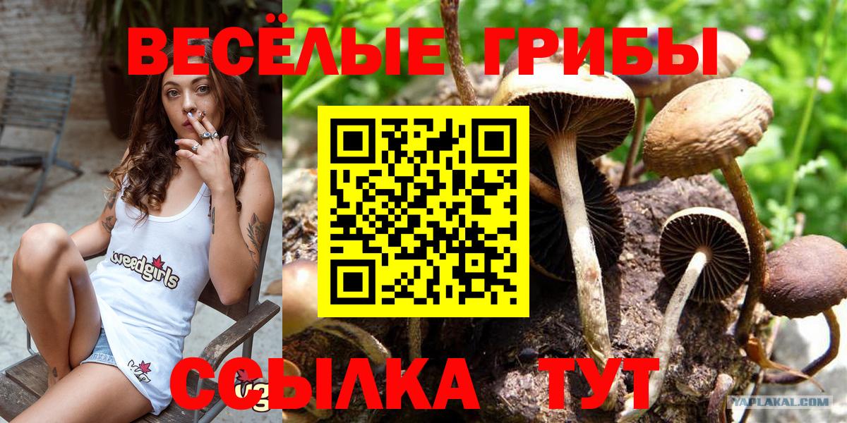 Галлюциногенные грибы мицелий  Псилоцибиновые грибы ЛСД  Вход с VPN  Зеленодольск 